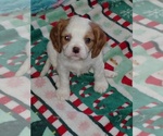 Small #2 Cavalier King Charles Spaniel