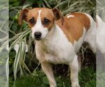 Small Photo #1 Jack Russell Terrier Puppy For Sale in EAST EARL, PA, USA