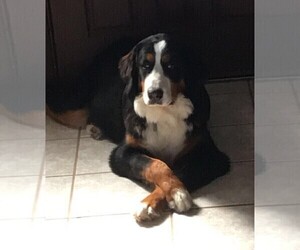 Mother of the Bernese Mountain Dog puppies born on 04/09/2019