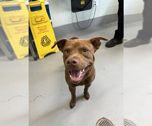 American Pit Bull Terrier-Unknown Mix Dogs for adoption in Corpus Christi, TX, USA