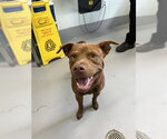 Small American Pit Bull Terrier Mix