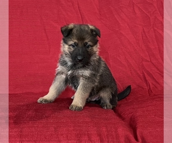 Medium Photo #5 German Shepherd Dog Puppy For Sale in HOPEDALE, IL, USA