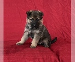 Small Photo #5 German Shepherd Dog Puppy For Sale in HOPEDALE, IL, USA