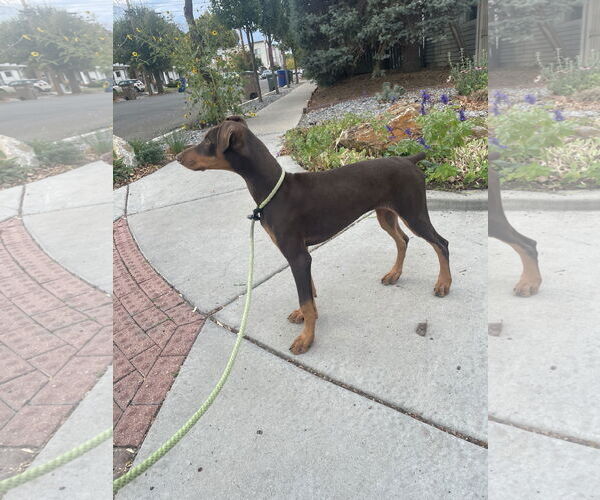 Medium Photo #2 Doberman Pinscher Puppy For Sale in Sandy, UT, USA