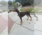 Small #1 Doberman Pinscher