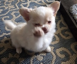 Chihuahua Puppy for sale in OCALA, FL, USA