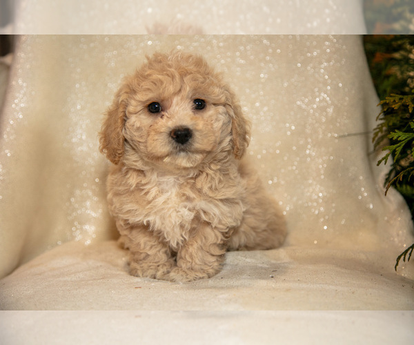 Medium Photo #3 Bichpoo Puppy For Sale in LEOLA, PA, USA