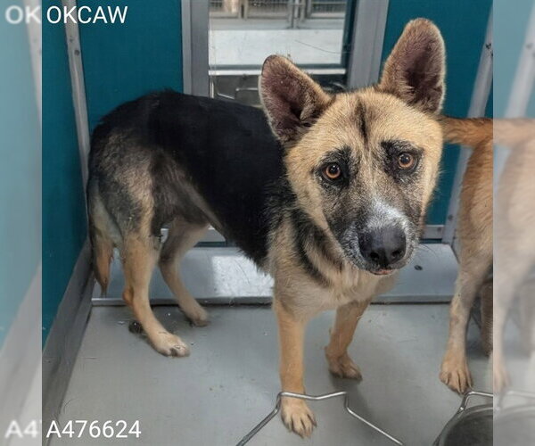 Medium Photo #1 German Shepherd Dog-Unknown Mix Puppy For Sale in Oklahoma City, OK, USA
