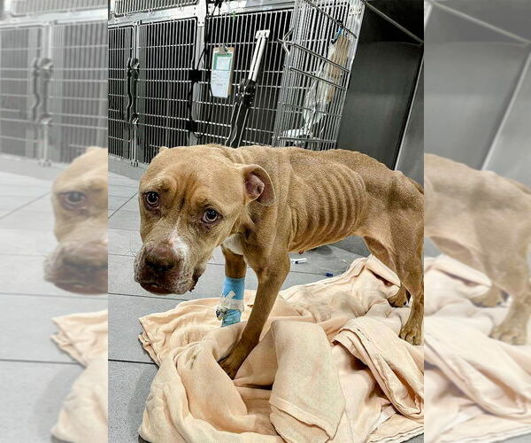 Medium Photo #3 American Staffordshire Terrier-Unknown Mix Puppy For Sale in columbia, SC, USA