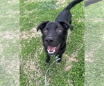 Small #2 Labrador Retriever Mix