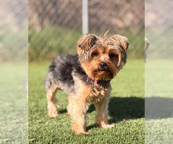Medium Photo #1 Yorkshire Terrier Puppy For Sale in GLENDALE, AZ, USA