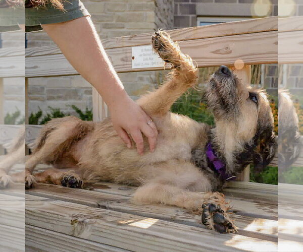 Medium Photo #5 Bouvier Des Flandres-Unknown Mix Puppy For Sale in Huntley, IL, USA