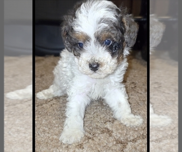 Medium Photo #3 Poodle (Toy) Puppy For Sale in DYERSBURG, TN, USA