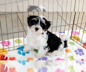 Havashire Puppy for sale in ORO VALLEY, AZ, USA