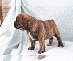 Small Photo #4 French Bulldog Puppy For Sale in SHILOH, OH, USA