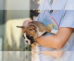 Small Photo #19 French Bulldog Puppy For Sale in FREMONT, CA, USA