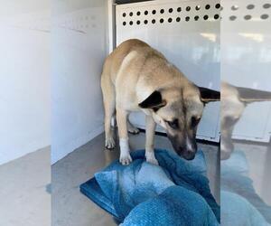 German Shepherd Dog Dogs for adoption in Tracy, CA, USA