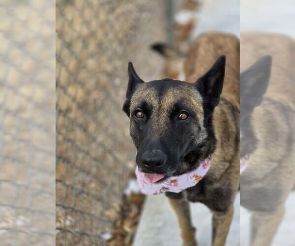 Medium Photo #5 Mutt Puppy For Sale in Imlay City, MI, USA