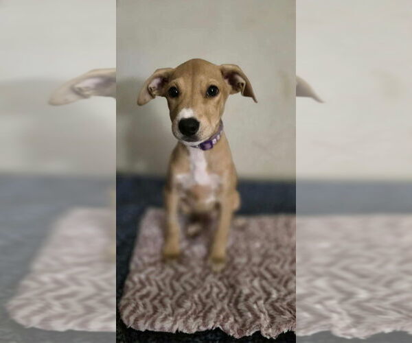 Medium Photo #3 Doberman Pinscher-Labrador Retriever Mix Puppy For Sale in Aurora, IN, USA