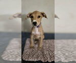 Small #2 Doberman Pinscher-Labrador Retriever Mix