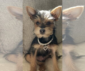 Mutt Dogs for adoption in Allentown,, PA, USA