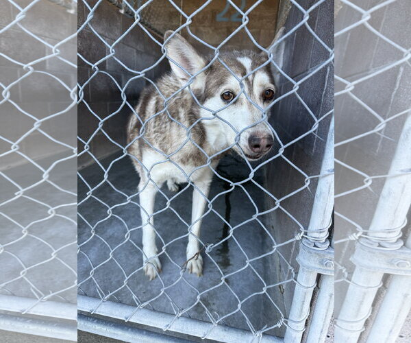Medium Photo #1 Siberian Husky-Unknown Mix Puppy For Sale in Las Vegas, NM, USA
