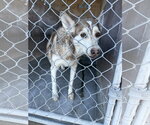 Banana - Male Siberian Husky-Unknown Mix Dog for Adoption - Small photo