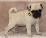 Small Photo #42 Pug Puppy For Sale in WINNSBORO, TX, USA