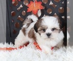 Small #2 Shih Tzu