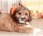 Small Photo #2 ShihPoo Puppy For Sale in MOUNT VERNON, OH, USA