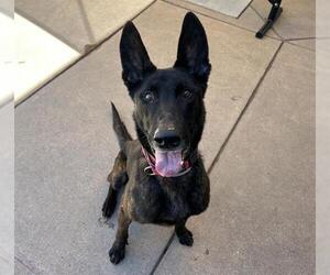 Holland Shepherd-Unknown Mix Dogs for adoption in Martinez, CA, USA