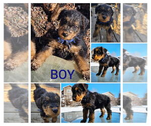 Medium Airedale Terrier
