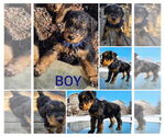 Puppy Chowder Airedale Terrier