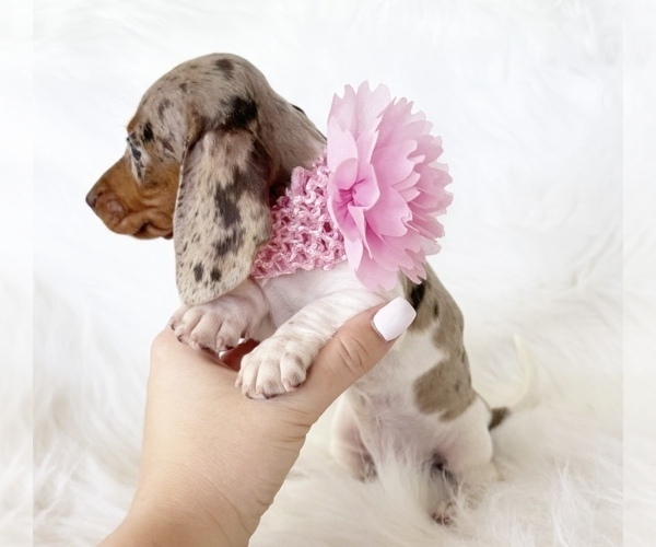 Medium Photo #2 Dachshund Puppy For Sale in DAVIS, CA, USA