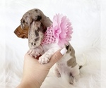 Small #1 Dachshund