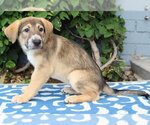 Small Photo #4 German Shepherd Dog-Unknown Mix Puppy For Sale in Los Angeles, CA, USA