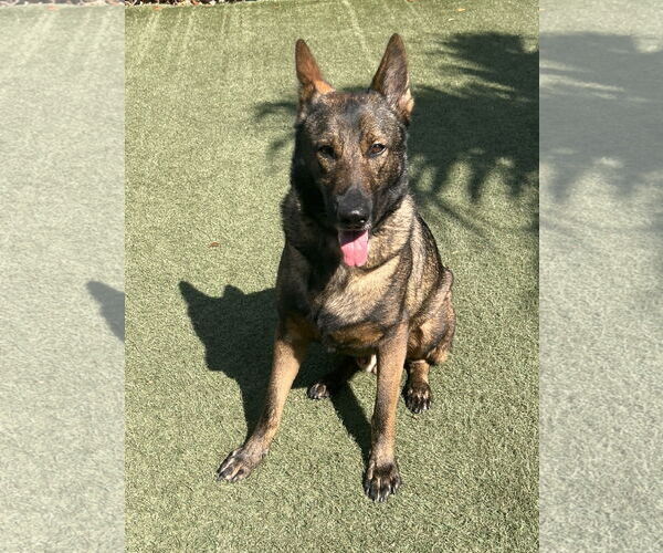 Medium Photo #1 German Shepherd Dog Puppy For Sale in Plantation, FL, USA