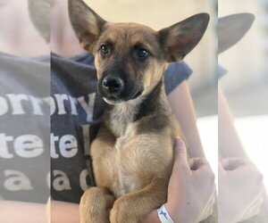 Kooper - Male German Shepherd Dog-Unknown Mix Dog for Adoption - Photo #5