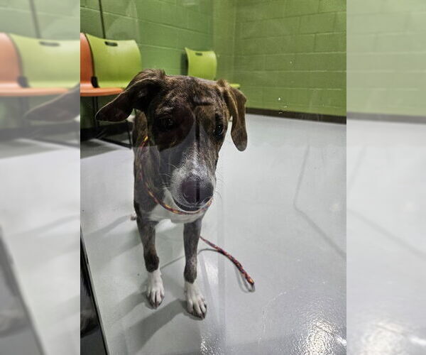 Medium Photo #1 Border Collie-Unknown Mix Puppy For Sale in Temple, TX, USA