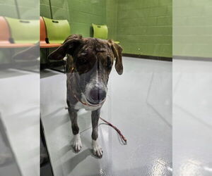 Border Collie-Unknown Mix Dogs for adoption in Temple, TX, USA