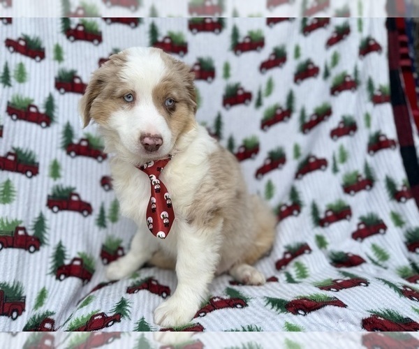 Medium Photo #7 Miniature Australian Shepherd Puppy For Sale in LAKELAND, FL, USA
