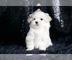 Small #1 Maltese