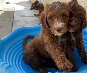 Goldendoodle Puppy for sale in MORENO VALLEY, CA, USA