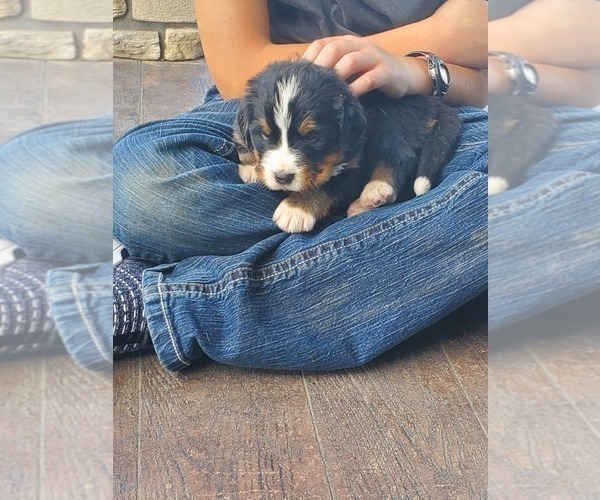 Medium Photo #10 Bernese Mountain Dog Puppy For Sale in PAXTON, IL, USA