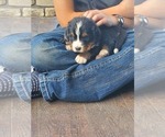 Small Photo #10 Bernese Mountain Dog Puppy For Sale in PAXTON, IL, USA