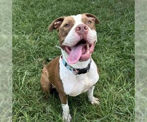 American Staffordshire Terrier-Unknown Mix Dogs for adoption in Conroe, TX, USA