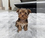 Puppy 2 Yorkshire Terrier