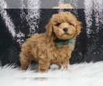 Small #2 Maltipoo