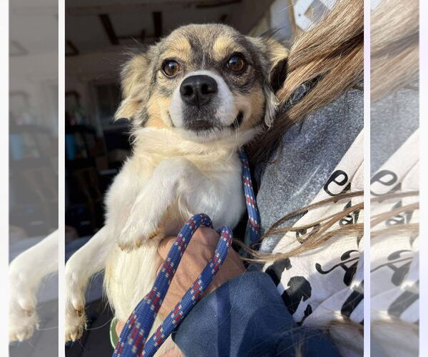 Medium Photo #2 Mutt Puppy For Sale in Grafton, WI, USA