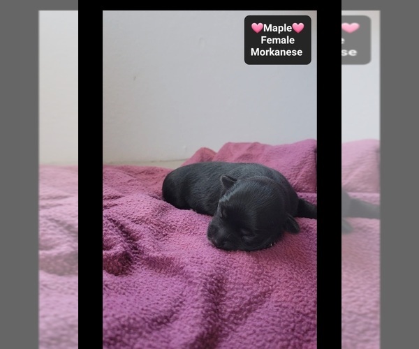 Medium Photo #3 Havanese-Morkie Mix Puppy For Sale in TUCSON, AZ, USA